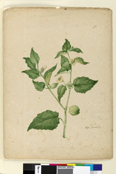Página 172. Physalis edulis de John William Lewin