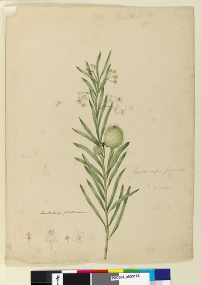 Página 173. Asclepias fruticosa, c.1803-06 de John William Lewin
