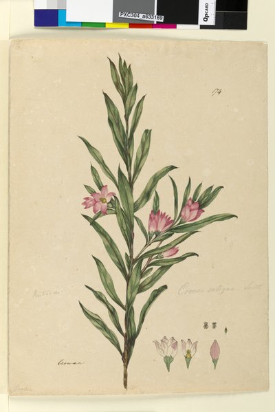 Página 174. Crowea saligna de John William Lewin