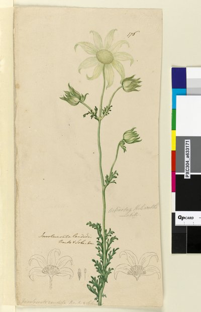 Página 176. Actinotus Helianthe de John William Lewin