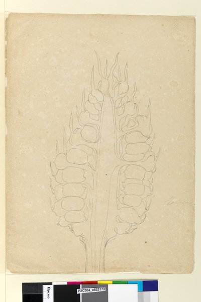 Página 178a. Zamia de John William Lewin