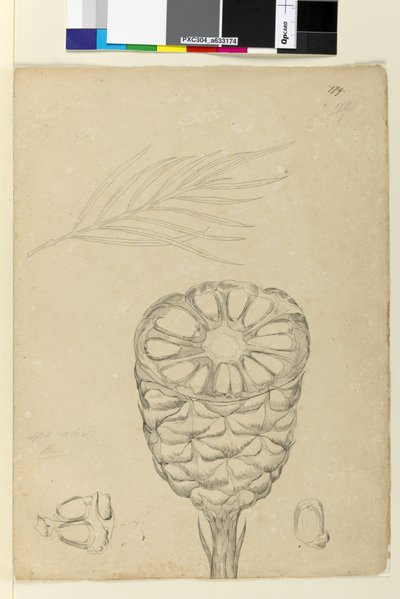 Página 178b. Spiralis de John William Lewin