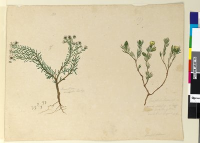 Página 179. Gompholobium; 180. Poranthera ericafolia de John William Lewin