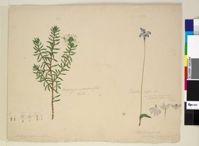 Página 183. Westringia rosmarinifolia Westringia fruiticosa; 184. Glossodia major de John William Lewin
