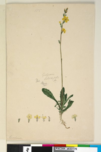 Página 185. Goodenia bellidifolia de John William Lewin