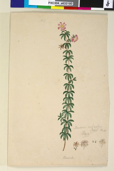 Página 186. Bauera rubioides de John William Lewin