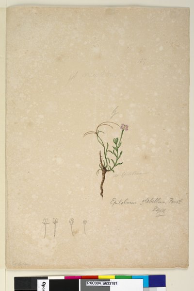 Página 187. Epilobium glabellum de John William Lewin