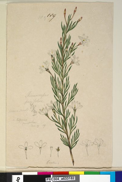 Página 189. Ricinocarpus pinifolius de John William Lewin