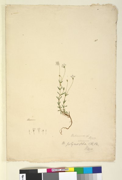 Página 18. Mitrasacme polymorpha de John William Lewin