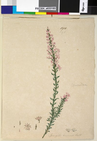 Página 190. Sprengelia incarnata de John William Lewin