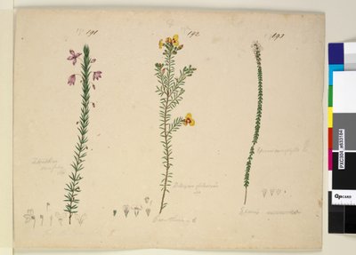 Página 191. Tetratheca ericifolia; 192. Dillwynia glaberrima; 193. Epacris microphylla de John William Lewin
