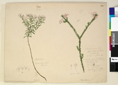 Página 194. Zieria lanceolata Zieria smithii; 195. Una mala figura de una especie de Calythrix de John William Lewin