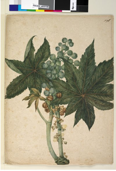 Página 196. Ricinus Ricinus communis de John William Lewin