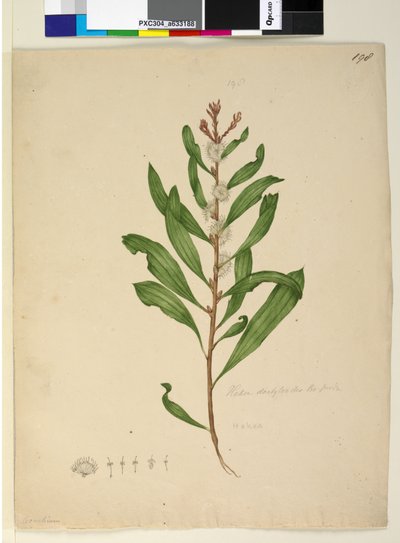 Página 198. Hakea dactyloides de John William Lewin