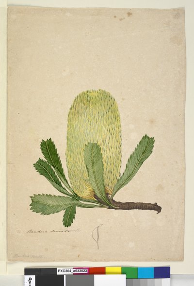 Página 19. Banksia serrata de John William Lewin