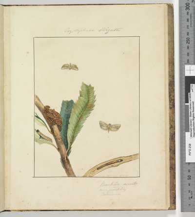 Página 19. Pl.5 Cryptophasa Strigata de John William Lewin