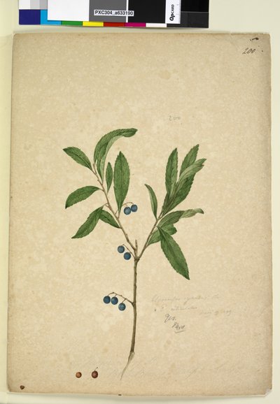 Página 200. Elaeocarpus reticulatus de John William Lewin