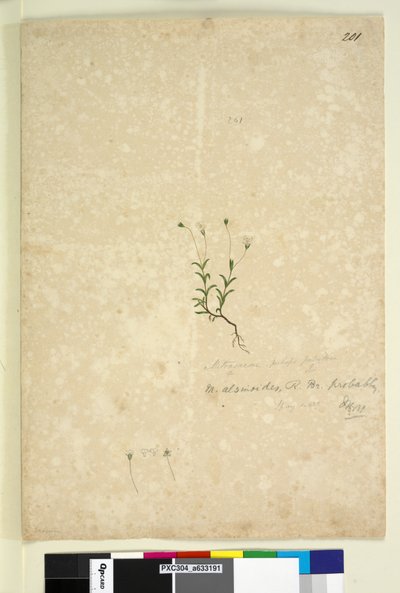 Página 201. Mitrasacme alsinoides de John William Lewin