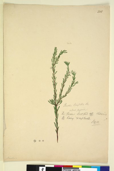 Página 202. Pimelia linifolia de John William Lewin
