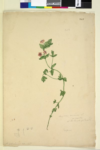 Página 203. Anagallis arvenis de John William Lewin