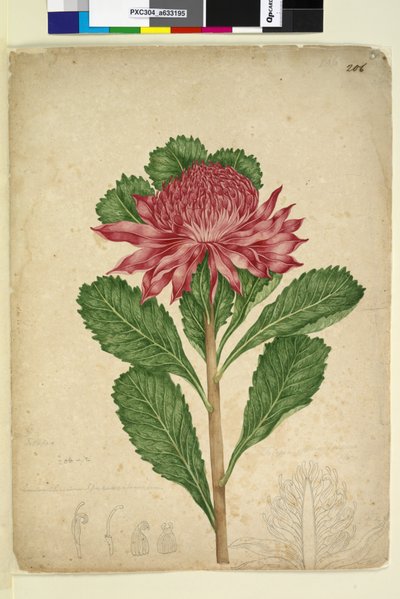 Página 206. Telopea speciosissima de John William Lewin