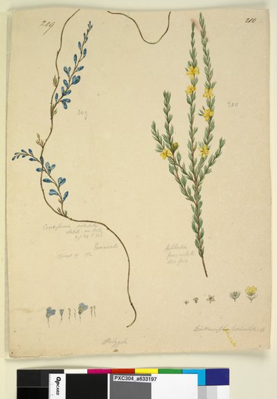 Página 209. Comesperma volubile; 210. Hibbertia fasciculata de John William Lewin