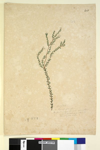 Página 213. Epacrideae Leucopogon sp. de John William Lewin