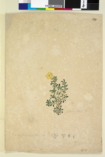 Página 214. Hibbertia diffusa de John William Lewin
