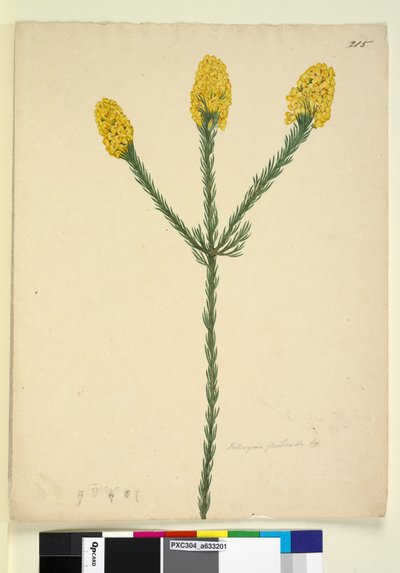 Página 215. Dillwynia floribunda de John William Lewin