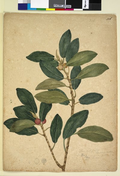Página 216. Ficus rubiginosa de John William Lewin