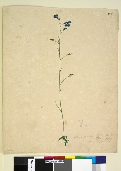 Página 217. Lobelia gracilis de John William Lewin