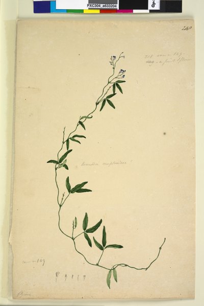 Página 218. Kennedia comptoniana Hardenbergia comptoniana de John William Lewin