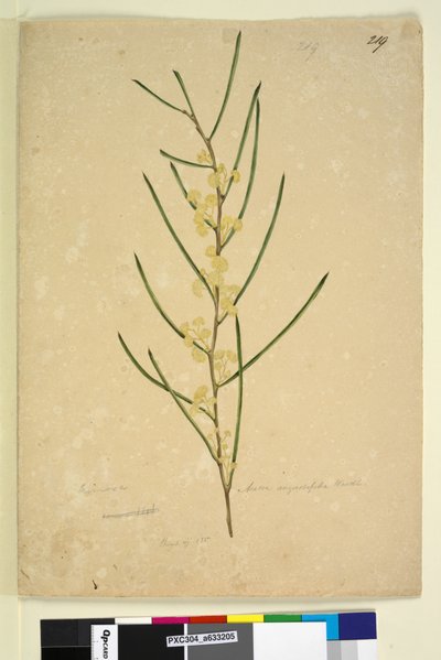 Página 219. Acacia angustifolia de John William Lewin