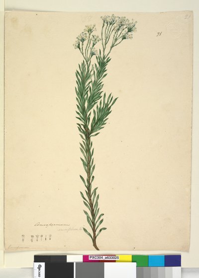 Página 21. Conospermum ericifolium de John William Lewin