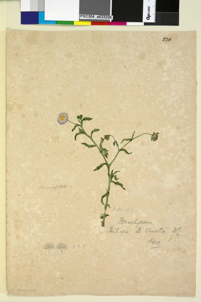 Página 220. Brachycome multifida de John William Lewin