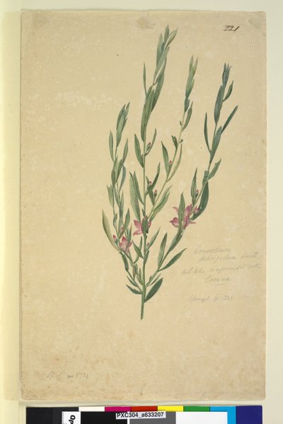 Página 221. Eriostemon de John William Lewin