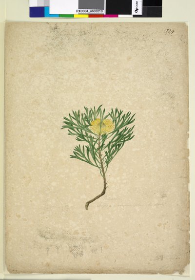 Página 224. Isopogon anemonifolius de John William Lewin