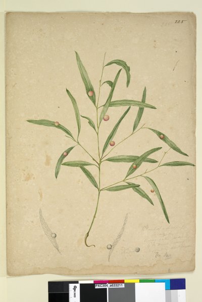 Página 225. La rama de una especie de Eucalyptus con agallas de John William Lewin