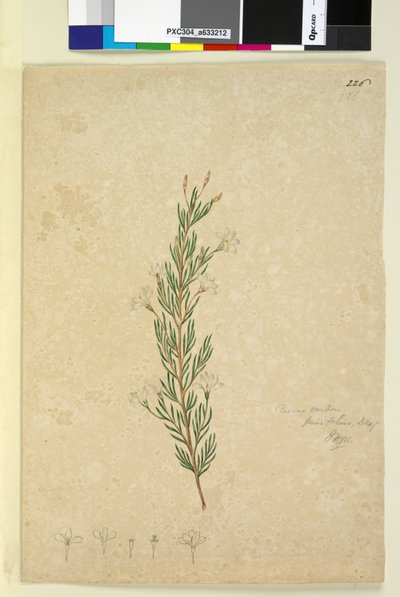 Página 226. Ricinocarpus pinifolius de John William Lewin