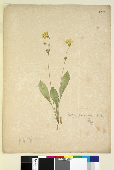 Página 227. Velleia paradoxa de John William Lewin