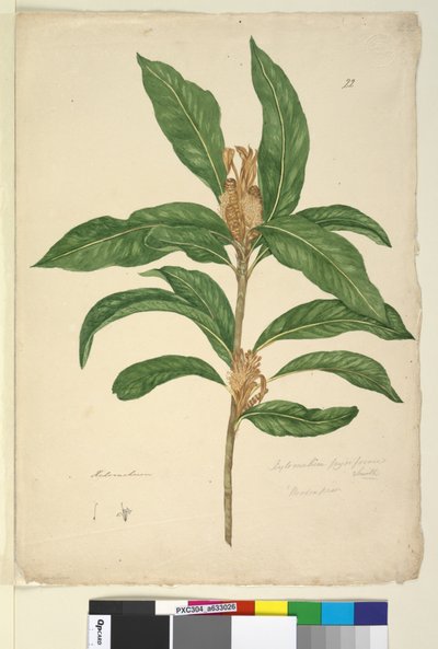 Página 22. Xylomelum pyriforme de John William Lewin