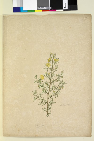 Página 231. Hibbertia sp de John William Lewin