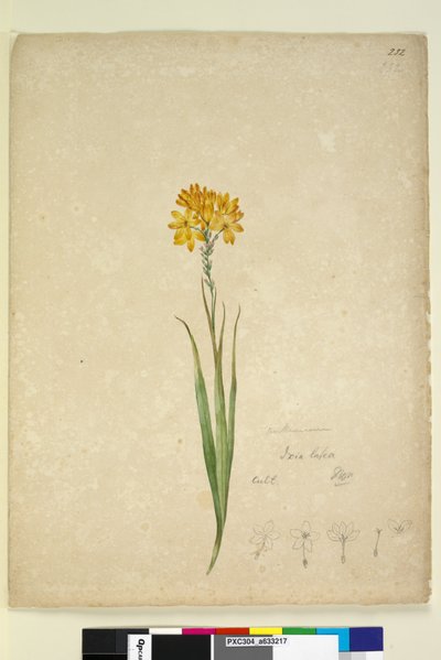 Página 232. Ixia lutea de John William Lewin