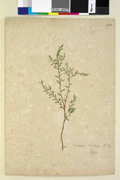 Página 233. Leucopogon de John William Lewin