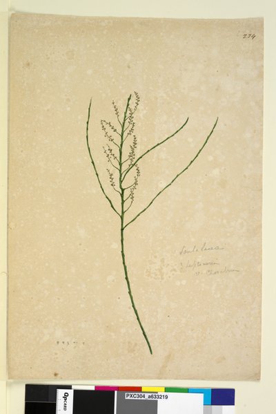 Página 234. Leptomeria de John William Lewin