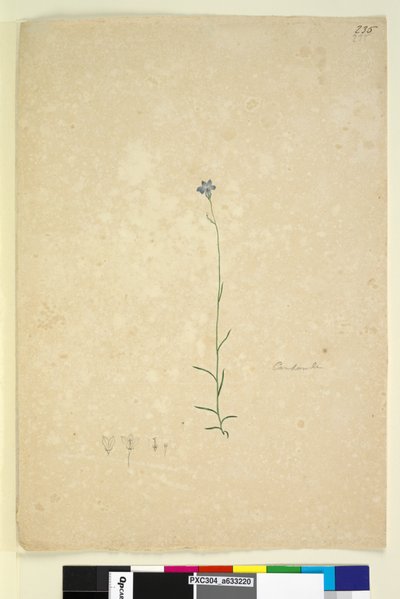Página 235. Campanula de John William Lewin