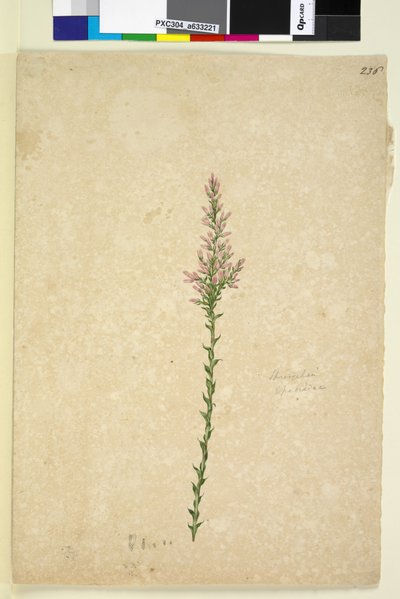 Página 236. Sprengelia de John William Lewin