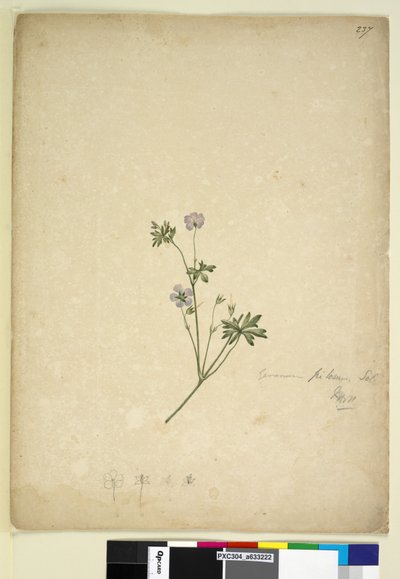 Página 237. Geranium pilosum de John William Lewin