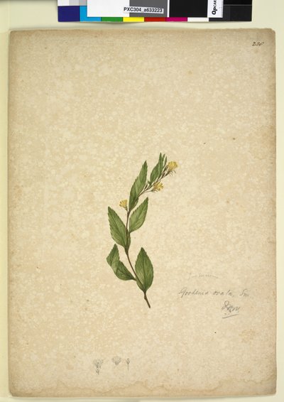 Página 238. Goodenia ovata de John William Lewin