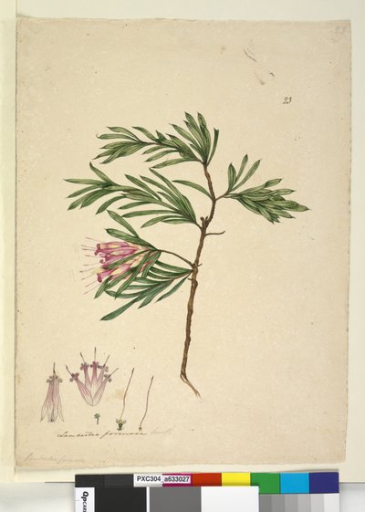 Página 23. Lambertia formosa de John William Lewin